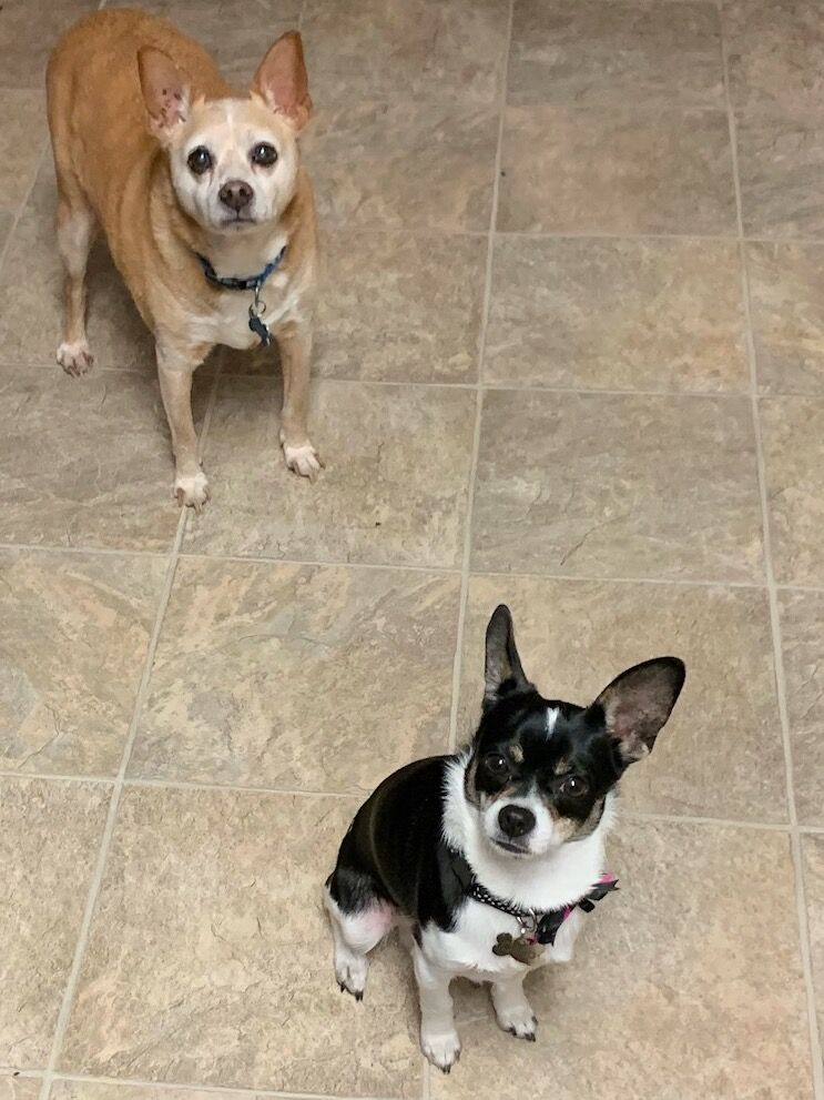 dingo and chip.jpg